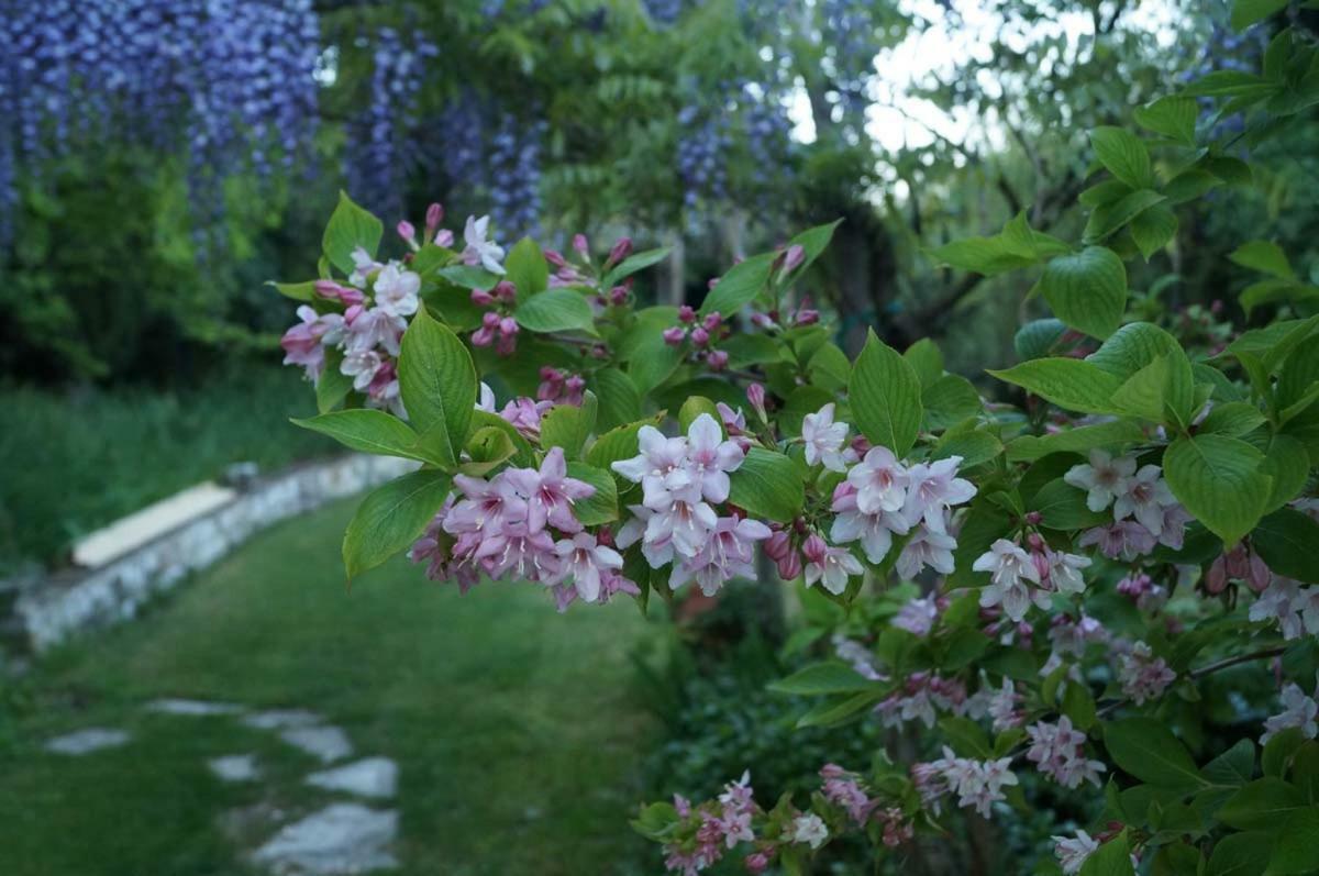 Bed And Breakfast Il Governatore Urbino Buitenkant foto